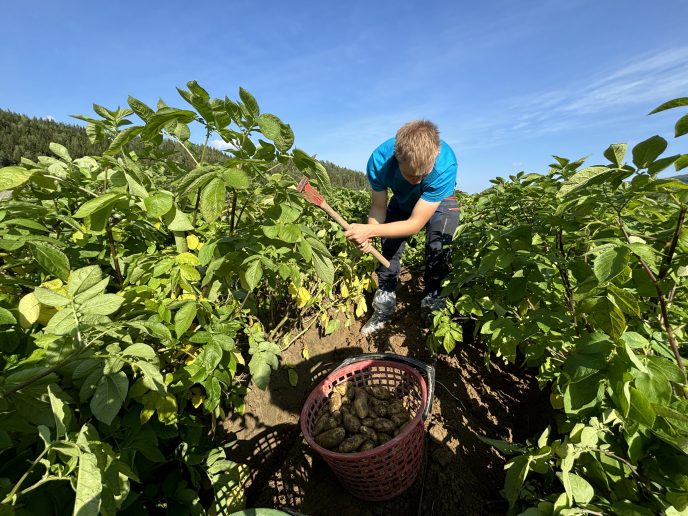 Graveprøve i Mandel i Østerdalen. Foto: Oline Stubsjøen, NLR