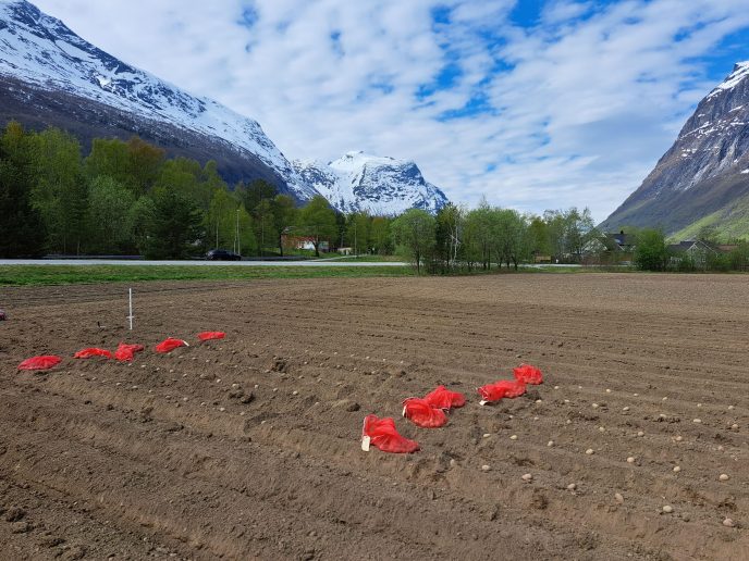 Verdiprøving potet